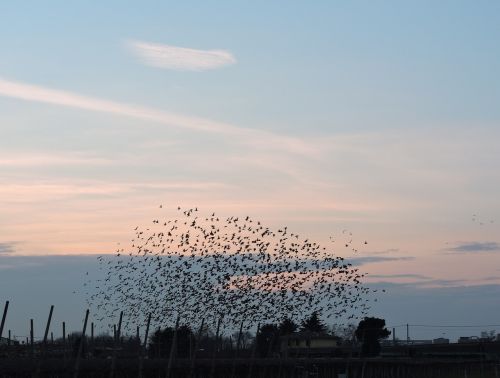 Paukščiai, Flock, Dangus, Gyvūnai, Saulėlydis, Debesys