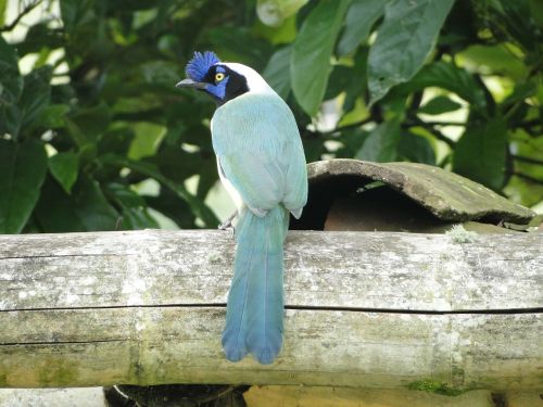 Paukščiai, Mėlynas, Kolumbijos