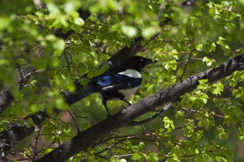 Paukščiai, Fauna, Gamta