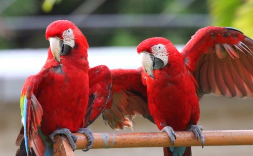 Paukščiai, Macaw, Atogrąžų Paukštis, Gyvūnas, Raudona, Venezuela