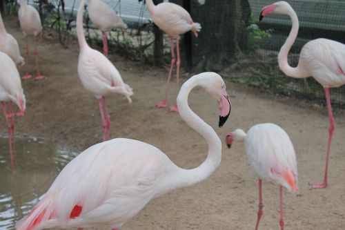 Paukščiai, Flamingo, Rožinis Flamingas