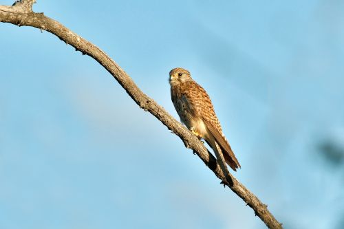 Maldos Pauksčiai, Kestrelis, Bogarto Kaimas, Birželis, Mongolija