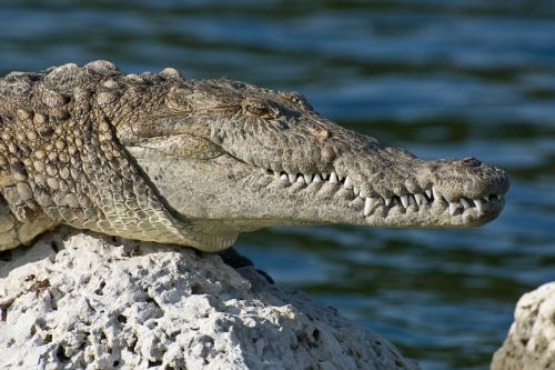 Biskajas Nacionalinis Parkas, Florida, Amerikietiškas Krokodilas, Laukinė Gamta, Upė, Vanduo, Kranto Linija, Pavojingas, Makro, Iš Arti
