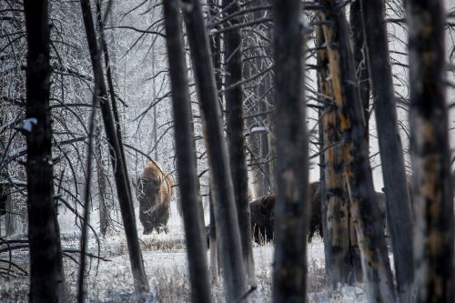 Bizonas, Buivolai, Miškas, Medžiai, Sniegas, Laukinė Gamta, Gamta, Geltonojo Akmens Nacionalinis Parkas, Vajomingas, Usa, Žiema, Kraštovaizdis, Dykuma, Laukiniai, Žinduoliai, Lauke