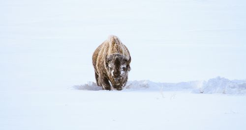 Bizonas, Buivolai, Sniegas, Maitinimas, Valgymas, Kraštovaizdis, Lauke, Dykuma, Laukinė Gamta, Gamta, Ns, Geltonojo Akmens Nacionalinis Parkas, Vajomingas, Usa, Žiema Didelė, Šaltas, Išgyventi