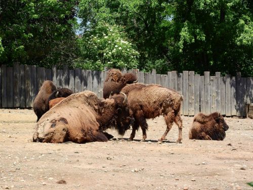 Bizonas, Bison Bison, Šiaurės Amerikietiška Fauna, Bandas, Prague Zoo