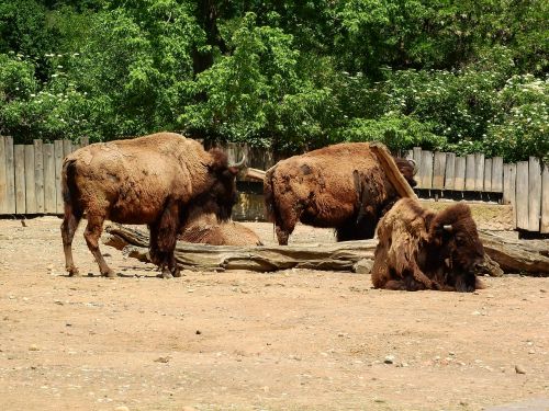 Bizonas, Bison Bison, Šiaurės Amerikietiška Fauna, Bandas, Prague Zoo