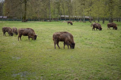 Bizonas, Europinis Bizonas, Gyvūnai, Gamtos Rezervatas, Nacionalinis Parkas Białowieża, Pavasaris, Białowieża, Lenkija