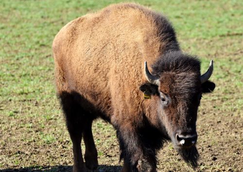 Bizonas,  Buivolai,  Ragai,  American Bison,  Laukiniai,  Gyvuliai,  Jautiena,  Bizonų Galva,  Masyvi,  Gyvūnas,  Be Honoraro Mokesčio