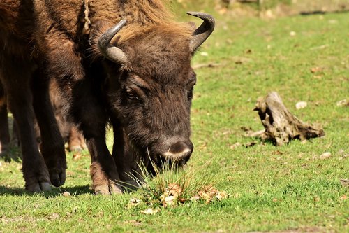 Bison,  Wildpark Poing,  Laukinių Gyvūnų,  Animalworld