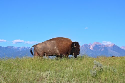 Bison,  Buffalo,  Montana,  Kalnai,  Vakarų Ilgumos,  Žolė,  Lygumos Peržiūrėti,  Gamta