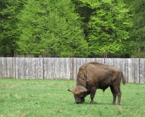 Bison,  Pobūdį,  Belovežo