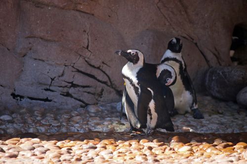 Pingvinas,  Paukščiai,  Vandens,  Juoda,  Balta,  Uždaras,  Apsaugotas,  Šukos,  Afrikos,  Juodos Ir Baltos Šokoladinis Pingvinas
