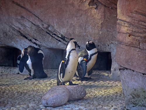 Pingvinas,  Paukščiai,  Vandens,  Juoda,  Balta,  Uždaras,  Apsaugotas,  Juodos Ir Baltos Šokoladinės Pingvinai
