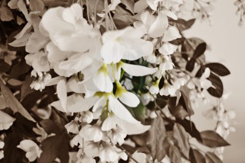 Juoda & Nbsp,  Balta,  Orchidėjos,  Gėlės,  Juodos Ir Baltos Orchidėjos