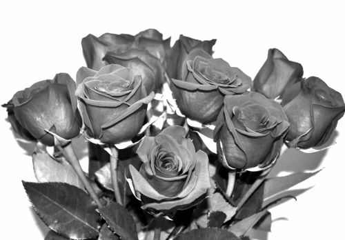 Gėlės,  Rožės,  Juoda & Nbsp,  Balta,  Romantiškas,  Dovanos,  Meilė,  Juodos Ir Baltos Rožės