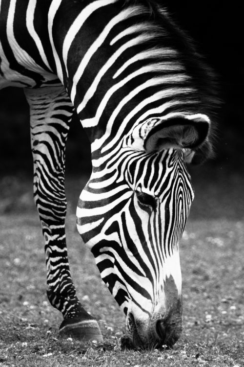 Afrika,  Afrikos,  Gyvūnas,  Juoda & Nbsp,  Balta,  Galva,  Arklys,  Žinduolis,  Portretas,  Safari,  Dryžuotas,  Juostelės,  Laukiniai,  Laukinė Gamta,  Zebra,  Juoda Ir Balta Zebras