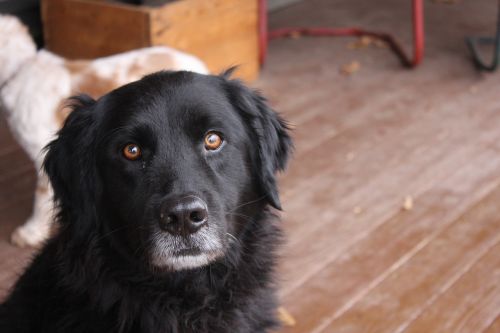Juodas Šuo, Šuo, Juoda Laboratorija, Newfoundlando Šuo, Newfoundland, Augintiniai