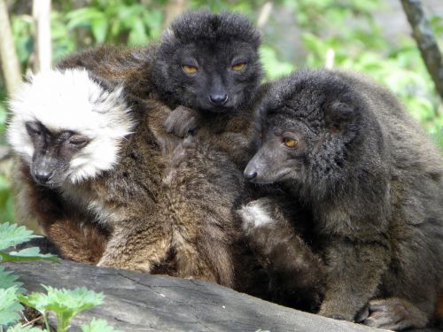Juodas Lemūras, Lemurs, Laukinė Gamta, Žinduolis, Gyvūnas, Madagaskaras, Zoologijos Sodas, Safari