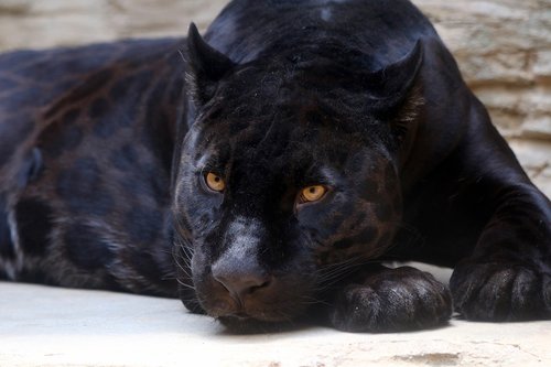Juodoji Pantera,  Jaguar,  Kačių,  Predator,  Zoologijos Sodas