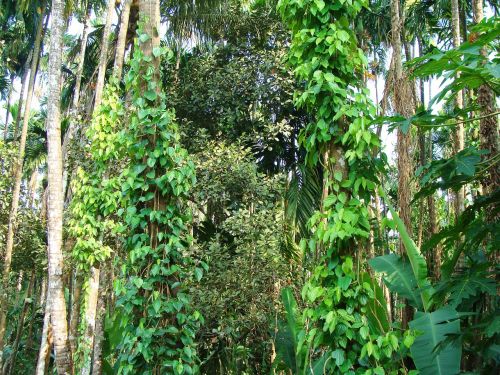 Juodasis Pipiras, Piper Nigrum, Alpinistas, Arecanut Tree, Plantacija, Uttar Kannada, Indija