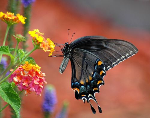 Juoda,  Swallowtail,  Drugelis,  Vabzdys,  Kraštovaizdis,  Lantana & Nbsp,  Gėlės,  Drugelis & Nbsp,  Sodas,  Lauke,  Gamta,  Spalvinga,  Laukinė Gamta,  Grožis,  Juodas Swallowtail