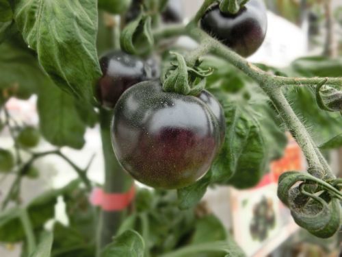 Juodas Pomidoras, Vaisiai, Augalas, Pasėlių