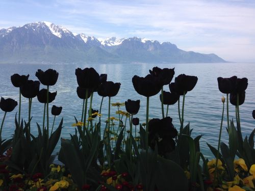 Juodos Tulpės, Siluetai, Ežeras, Alpės, Montreux