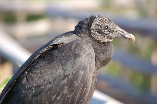 Juoda Grifija, Paukštis, Laukinė Gamta, Gamta, Prievartautojas, Buzzard, Coragyps Atratus, Žiūri, Sustingęs, Portretas, Everglades Nacionalinis Parkas, Florida, Usa, Snapas, Gyvūnas, Budrus, Bokeh