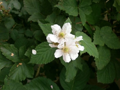 Gervuogė, Baltos Gėlės, Rosaceae, Genus Rubus