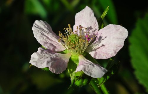 Blackberry,  Gėlė,  Pobūdį,  Sodas,  Pavasaris