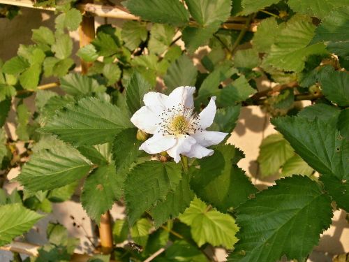 Gervuogė, Baltos Gėlės, Rosaceae, Genus Rubus