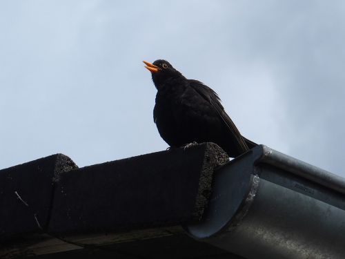Blackbird Švilpukai Iš Stogo, Juodasis Paukštis, Juoda Paukštis
