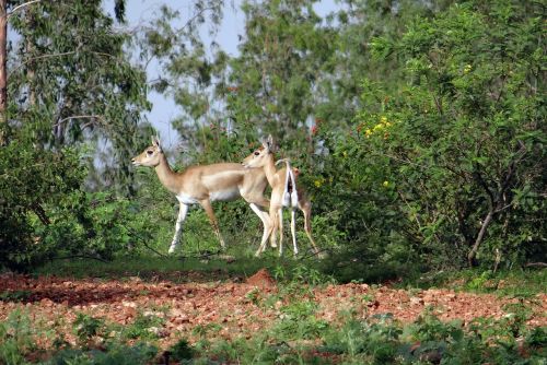 Blackbuck, Gyvūnas, Antilopė, Ranebennur, Karnataka, Indija