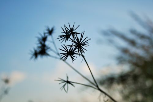 Veld,  Blackjack,  Sėklos,  Juoda,  Smailas,  Kuokštelės,  Blackjack Sėklos