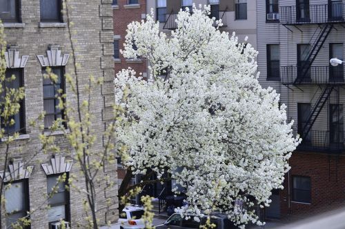 Palaima, Balta, Medis, Žiedlapiai, Brooklynas
