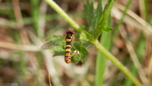 Hoverfly,  Hoverfly