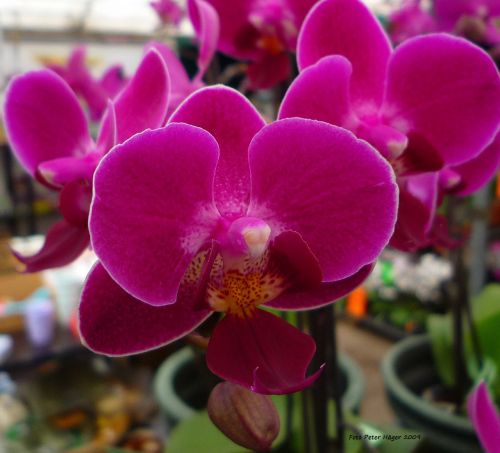 Orchidėja,  Orchidėjos,  Gėlė,  Gėlės,  Žydinčios Orchidėjos