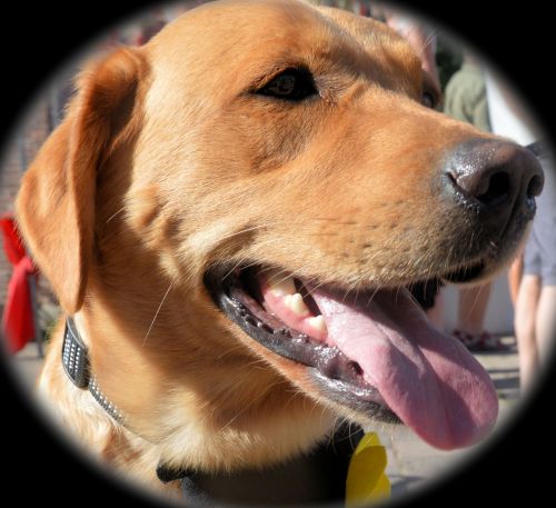 Šuo,  Labradoras,  Naminis Gyvūnėlis,  Šviesiaplaukis,  Iš Arti,  Blondie 2
