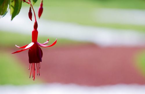 Žydėti, Žiedas, Botanikos, Botanika, Puokštė, Budas, Iš Arti, Flora, Gėlių, Gėlė, Gėlės, Fuksija, Sodas, Žalias, Kabantis, Hibridas, Lakštas, Makro, Natūralus, Gamta, Lauke, Pakabukas, Daugiametis, Žiedlapis, Žiedlapiai, Rožinis, Augalas, Žiedadulkės, Raudona, Vienas, Stiebas, Vasara, Aukštyn, Šlapias, Krupnyj Planas, Balerina