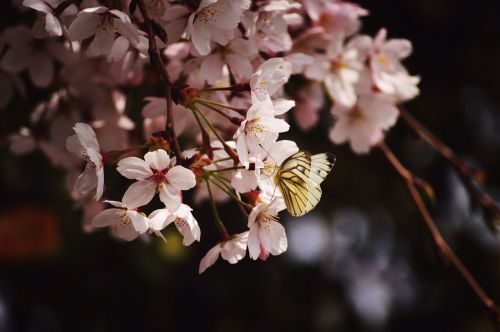 Žydėti, Žiedas, Drugelis, Flora, Gėlės, Vabzdys, Makro, Medis