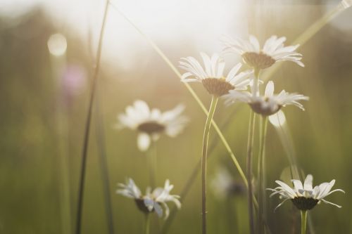 Žydėti, Žiedas, Iš Arti, Flora, Gėlės, Makro, Gamta