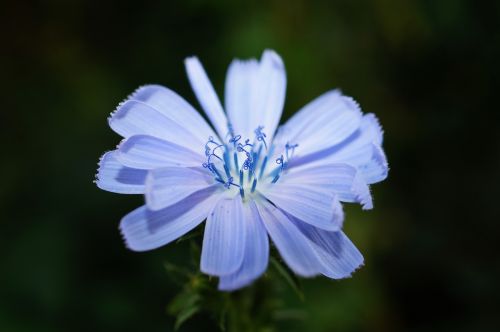 Žydėti, Žiedas, Flora, Gėlė, Makro, Gamta, Žiedlapiai