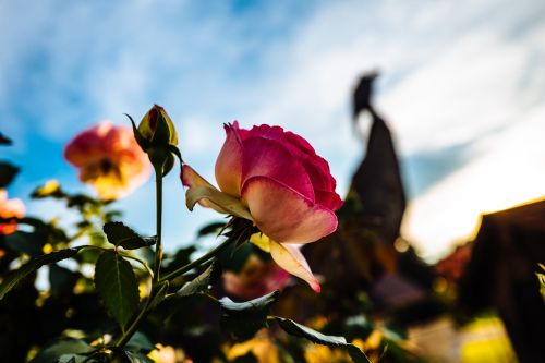 Žydėti, Žiedas, Flora, Gėlės, Makro, Rožės