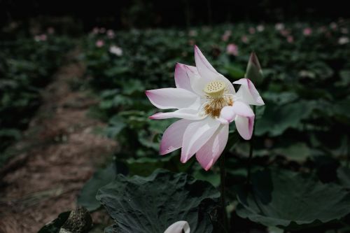 Žydėti, Žiedas, Flora, Gėlė, Gamta, Žiedlapiai, Augalas