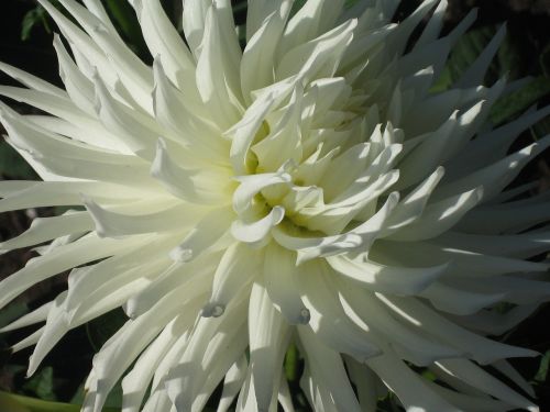 Žydėti, Baltos Gėlės, Botanikos