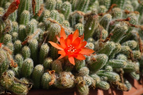 Žydi,  Oranžinė Gėlė,  Sultingi Augalų,  Kaktusas