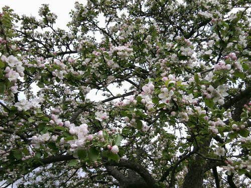 Žydėti, Obuolių Medis, Obelų Gėlės