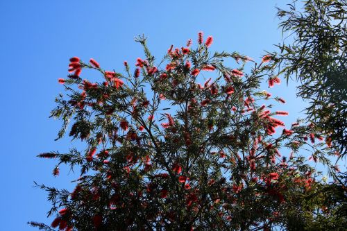 Medis,  Gėlės,  Raudona,  Buteliukas,  Žydi Bottlebrush Medis