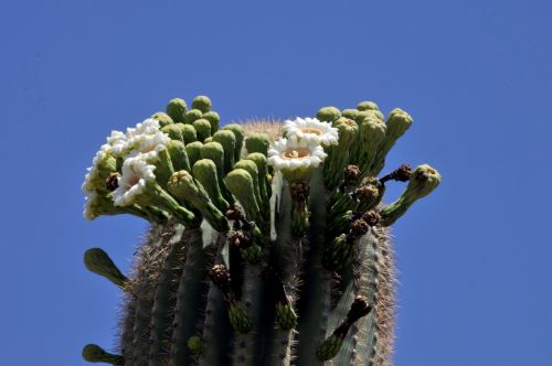 Saguaro,  Kaktusas,  Kaktusai,  Gėlė,  Žydėjimas,  Gėlės,  Dykuma & Nbsp,  Gėlė,  Balta,  Gamta,  Lauke,  Žydintis Kaktusas